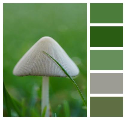 Mushroom Grass Beautiful Wallpaper Image